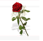 Ich Liebe Dich