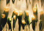 Tulpen